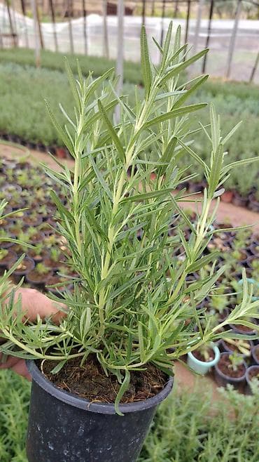 qab gulleri: Rozmarin (Rosmarinus officinalis) fidanları – qablarda yetişdirilmiş — 3