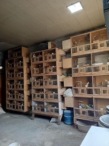 qefəs: -Qəfəs və avadanlıq: çoxbölməli taxta-barmaqlıq qəfəslər, ayrılan yuva — 1