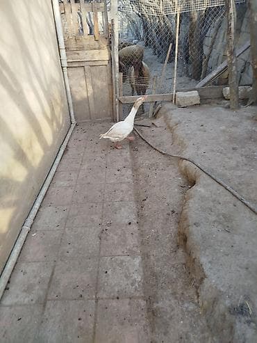 maraqli it adlari: Qaz erkek arixdi — 1