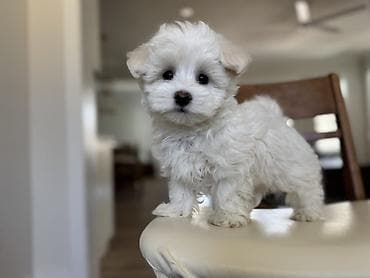 İtlər: Malta bolonka, 2 ay, Erkek — 1