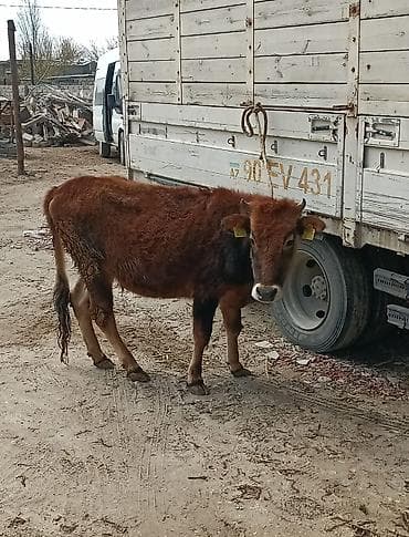 mal bazarı: Dana, buzov — 7