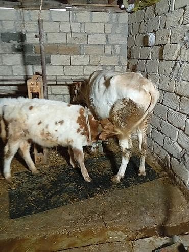 tap.az inekler: Süd istiqamətli inək və buzovlar - Şəkillərdə müxtəlif rəngli — 4