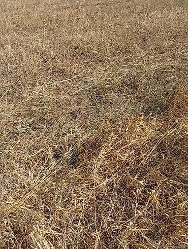 07 arxa kapot: Təcili satılır UNVAN CƏLILABADD RAYON TEKLE KEND SUPER YIQILMIW — 9