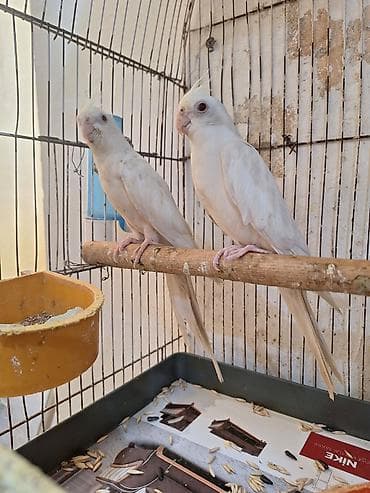 halep kecisi satilir: Ağ yanaqsiz karella 9 ayliqdir təzə cüttə atmişam təmiz — 1