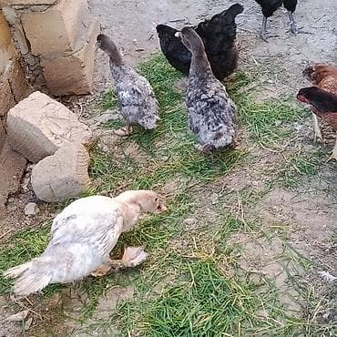 Gəmiricilər: 3 ədəd Lal ördək satılır oktyabrın sonları çıxıblar tükləri gəlir — 6