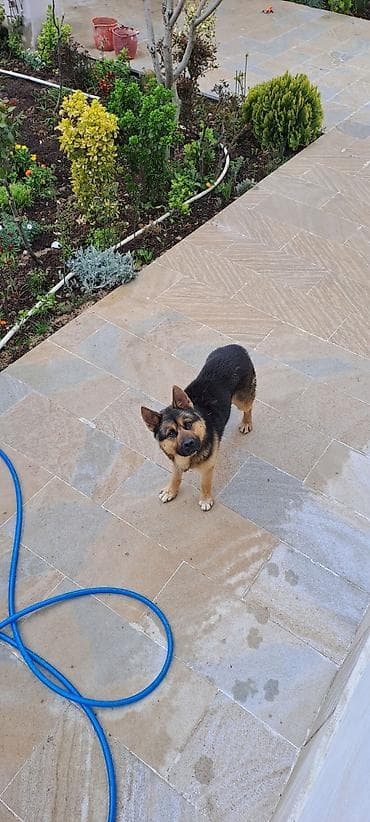 pulsuz itler: Məhsul: Kiçik ölçülü it (qara-sarı rəngli) Təsvir: - Kiçik-orta — 1