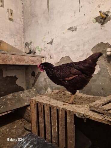 Qoyunlar, qoçlar: Toyuq, Yumurtalıq — 3