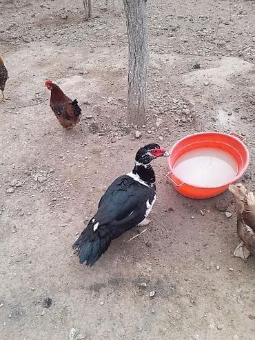 Lal ordek 10 ayliqdir temiz eti 3 kq 3.500 arasidir qiymet 30 man — 3