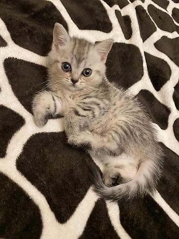 pişik qara: Britan — 7