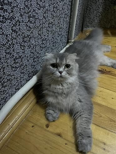 Şotland uzun tüklü, Dişi lalafo.az -da Şotland uzun tüklü, Dişi
