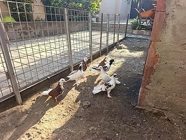 itler bala: Məhsul: Göyərçinlər – fərqli rəng və naxışlarda dekorativ/oyunçu — 9
