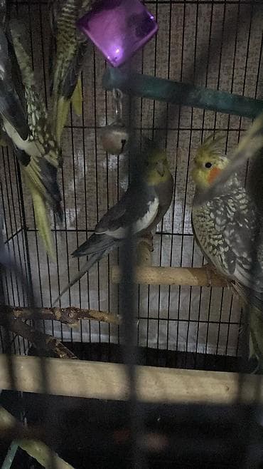 Cute hazir quslardir 7 ededir tek tek 30 manata toplu alan 25 manat