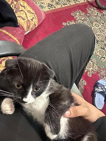 Digər heyvanlar: Şotland yastı qulaq, Erkək, Yaxşı əllərə, Ünvandan götürmə — 4