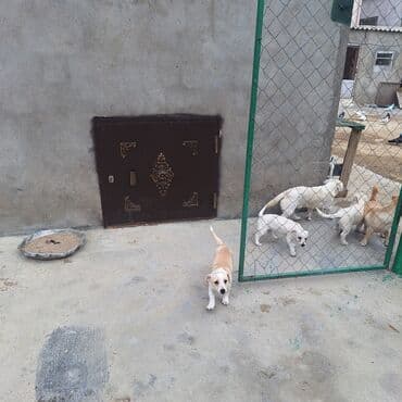 купить хаски щенка: Звонок, 4 месяца, Самовывоз — 3