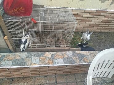 su qabı: Dovşan qəfəsi və dovşanlar - Məhsul: metal qəfəs və bir neçə ev — 1