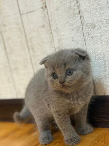 вислоухий кот цена: Шотладская вислоухая — 8