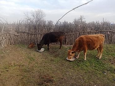 it dami satilir: Ikside yetik boğaz heyvanlardir.qara bir həftəyə 3-cü balanı — 2