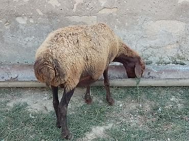 mal inək: Boğaz qoyun 4ayna yetrə yetirdi hər il əkiz doğur — 6