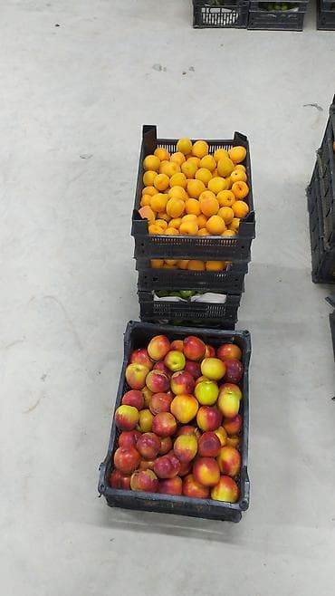 5 yas tortu: Yaşıl alça (sərt, turşa dadlı yaz-yay mövsüm meyvəsi) 3 manatdan — 2