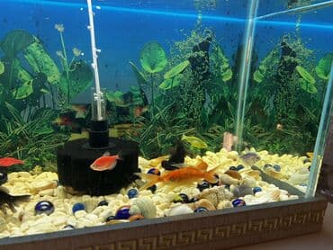 фильтр для аквариума: Dördbucaq akvarium, Balıqlarla birlikdə, 80 l — 5