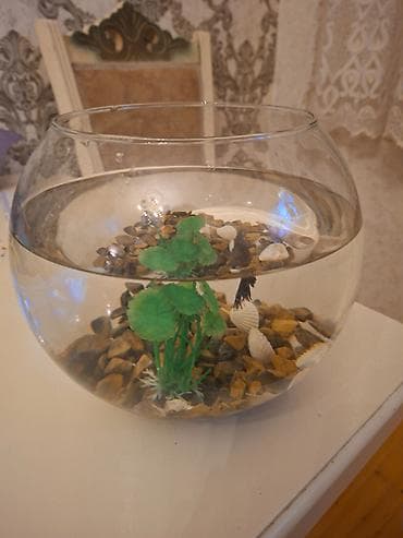 Şüşə akvarium dəsti – Beta balıq (mavi rəng) - Dairəvi (kürə formalı) lalafo.az -da Şüşə akvarium dəsti – Beta balıq (mavi rəng) - Dairəvi (kürə formalı)