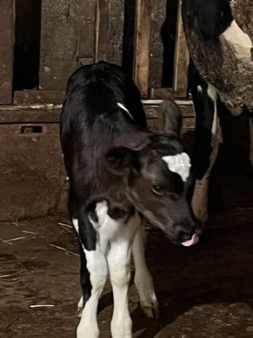 Dovşanlar: 10 günlük dişi buzov satılıt anası 2 ci qarna doğub 28 lt təmiz süd — 2