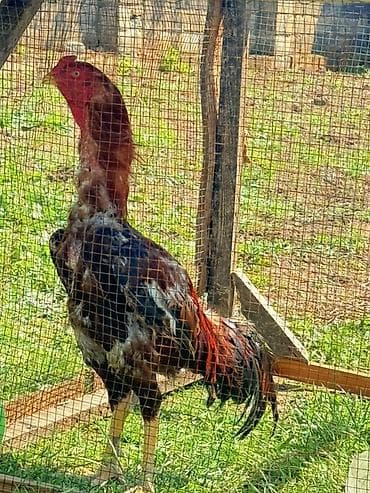 ev quşları haqqında melumat: Aseel (Asil) cinsli xoruz - Uzun, qalın boyunlu, güclü skelet — 3