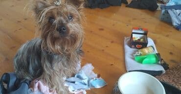 джек рассел терьер купить: Йоркширский терьер, 1 год, Самка — 3