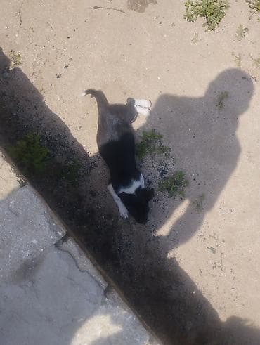 qanqal balası: Zvonok, 1 ay, Dişi, Peyvəndli, Ödənişli çatdırılma — 7