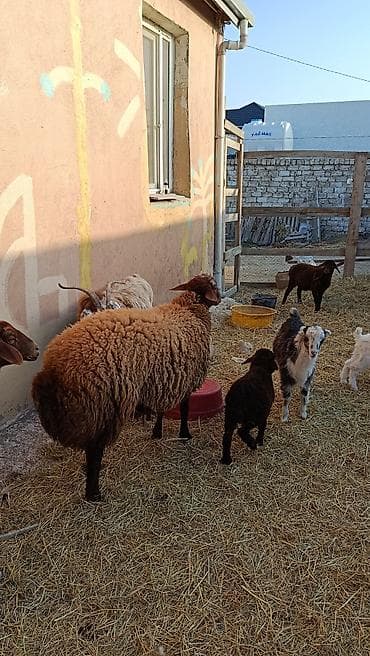 Сельхоз птицы: Qala sortu. 11 ayllq.diri ceki 75kr.unvan merdekan — 3