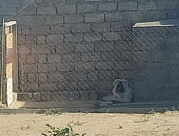 it dişi: Qafqaz çoban iti, 7 ay, Erkek, Peyvəndli — 6