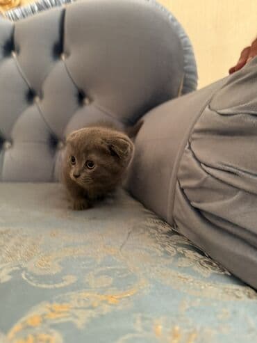 вислоухий кот цена: Şotland yastı qulaq, Dişi — 3