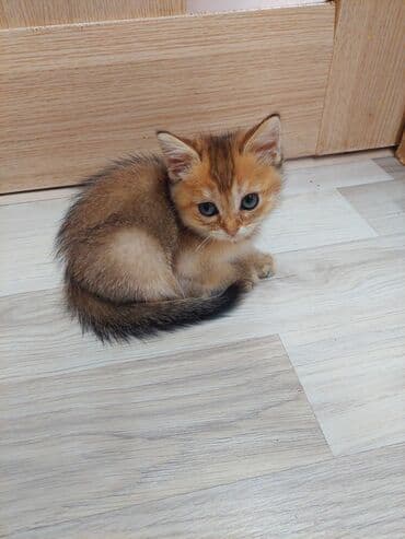 купить шотландского котенка: Шотландская, Самка, В добрые руки, Самовывоз — 4