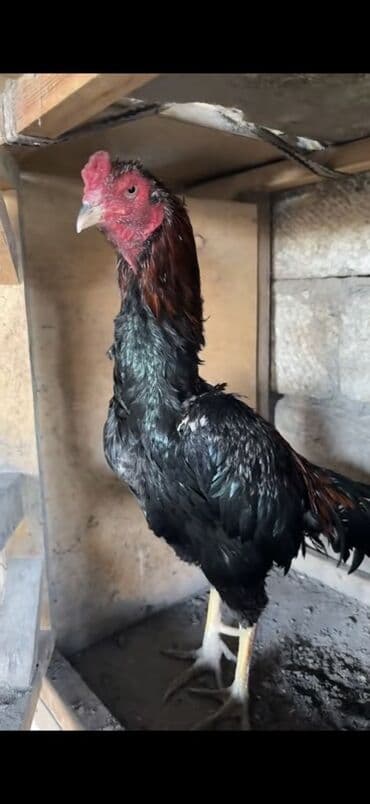 Коровы, быки: Məhsul: Uzunboylu Asil tipli xoruz Xüsusiyyətlər: - Cins: Asil/Şamo — 2