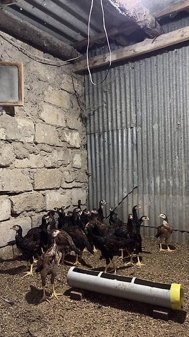 kend xoruzu: 1 ay yarımlıq heyratı cücələri xoruzdarı 15 ə verrəm fərəni 10 a — 4