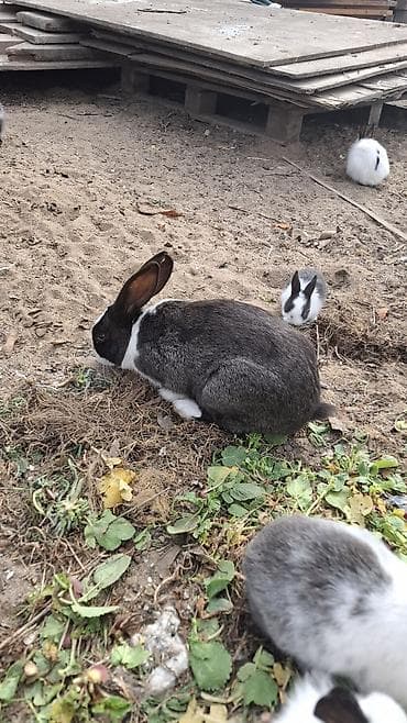 pisik satisi: ERKEK DOVSAN SATİLİR SAĞLAM - Rənglər: boz‑ağ, qara‑ağ və qarışıq — 1