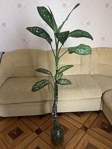 devedabani bitkisi: Dieffenbaxiya (Dieffenbachia) – dekorativ yarpaqlı otaq bitkisi — 1