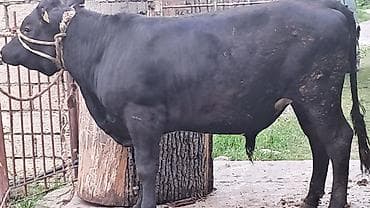 heyvan bazari keci: Təmiz qan anqus erkək Diri çəkisi 550 kq dır — 4