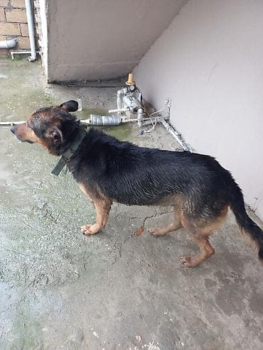 alman afcarkasi: Alman çoban iti — 2