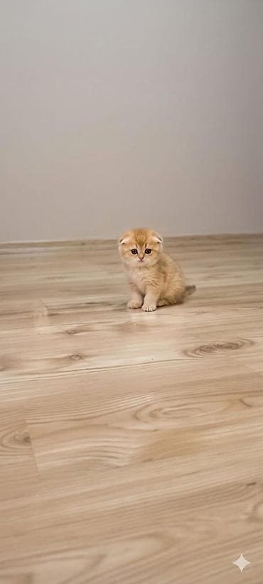 sfinks pişik: Britan yastı qulaq, Erkək — 4