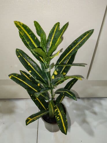 куплю комнатные растения: Кротон💛💚 — 1