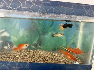 bildircin eti satisi: Dördbucaq akvarium, Balıqlarla birlikdə, 7 l, Ünvandan götürmə, Ödənişli çatdırılma — 9