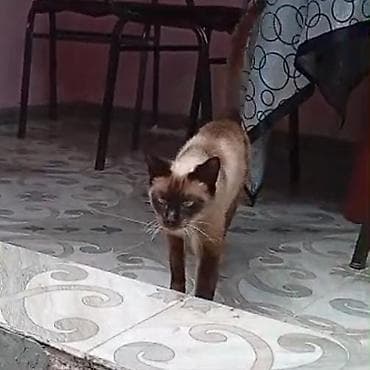 pișik: Siam, Dişi, Yaxşı əllərə, Ünvandan götürmə — 3