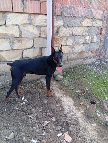 доберман купить: Доберман, Самец — 3