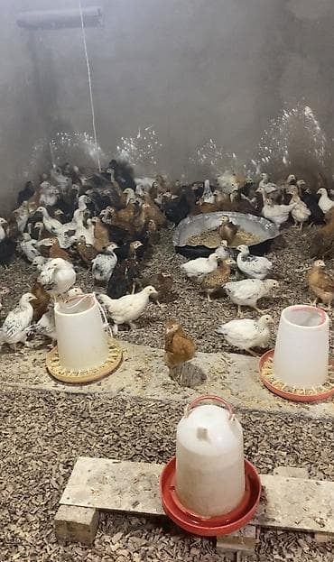 cuce satisi 2019: Toyuq, Damazlıq, Pulsuz çatdırılma — 2