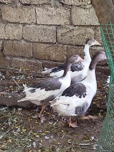 simmental cinsi: 4ədəd yerli qaz balalari satiliröz həyətimin heyvanlaridiinqibator — 3