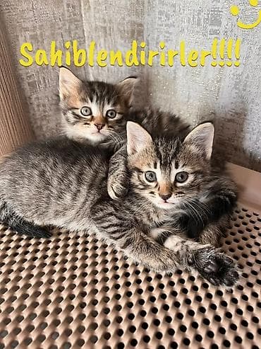 Tabbi, Yaxşı əllərə