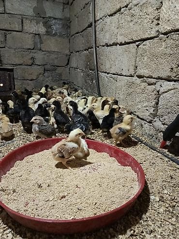 toyuq növləri: - Növ: kənd toyuğu (ət və yumurta yönümlü xəttlər qarışığı) -Qiymet 1 — 3