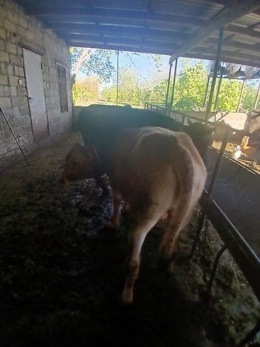 hind quşu cucesi: Salam aleykum əvvəla 2 dənə dişi 4 dənə erkək danadı istiyən olsa — 7