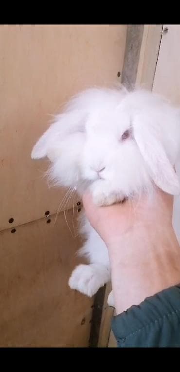 velikan dovsan: Ağ tüklü quşqulaq (lop-eared) dekorativ dovşan ev dosani reyal aliciya — 3